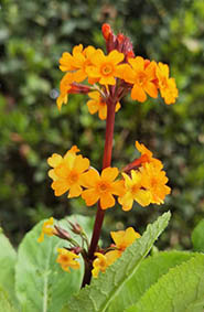 Primula aurantiaca